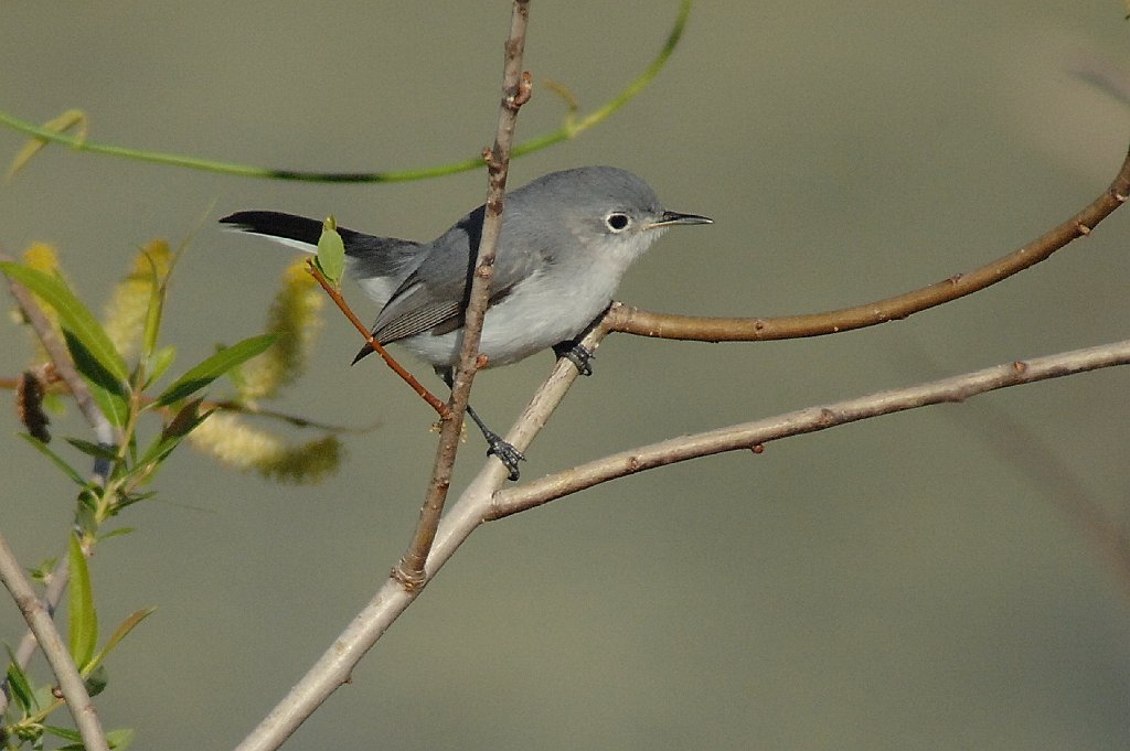 Gnatcatcher, Blue-gray, 2010-01287982b Eagle Lakes Community Park, FL.JPG - Blue-gray Gnatcatcher. Eagle Lakes Community Park, Collier County, FL, 1-28-2010